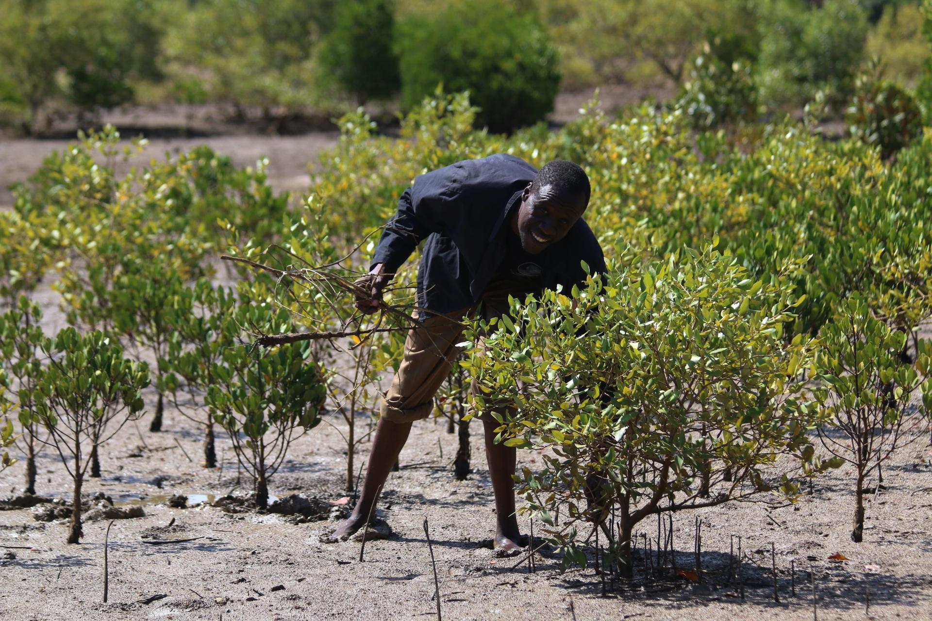 Kenyan Coastal Youths Replanting Mangroves Invites Back Village Delicacy